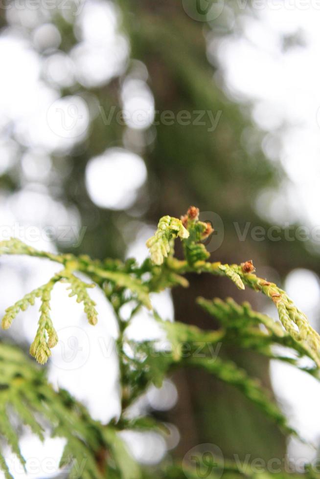 photo en gros plan de feuilles de pin vert.