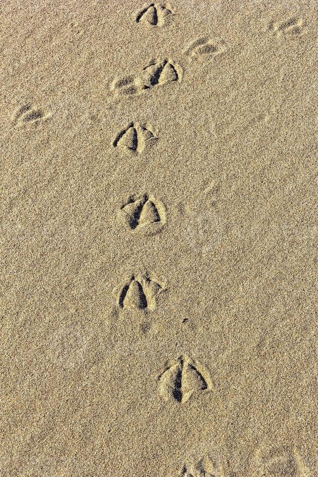 texture de sable avec des traces d'oiseaux. résumé de l'été background.vue verticale photo