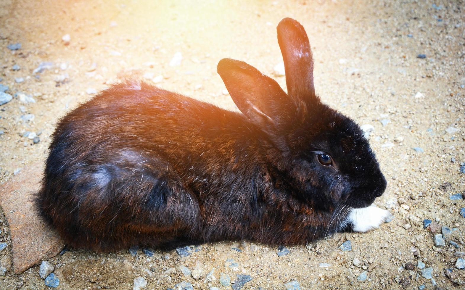 lapin noir lapin allongé sur le sol dans la ferme des animaux domestiques photo