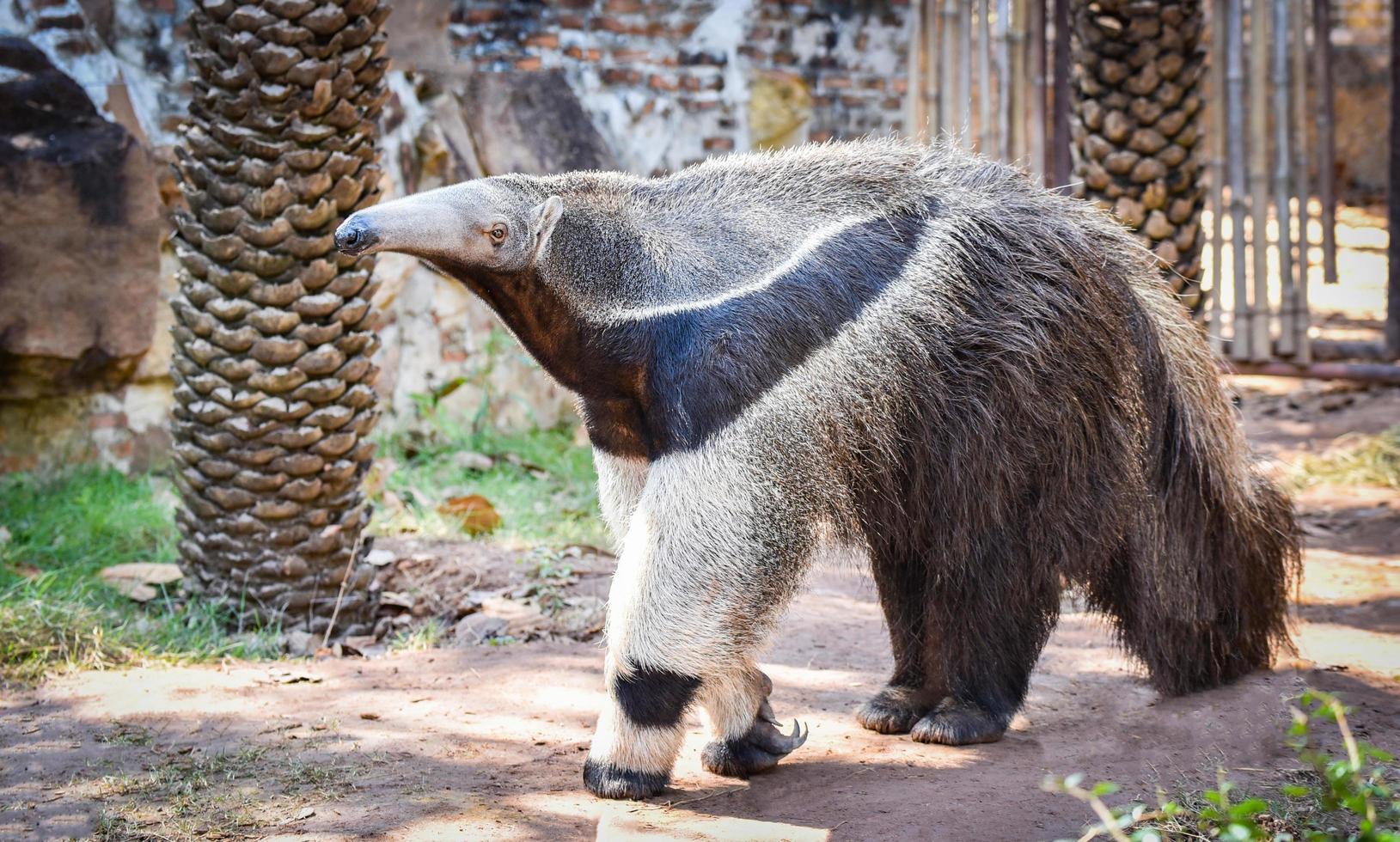 fourmilier géant marchant dans le sanctuaire de la faune de la ferme photo