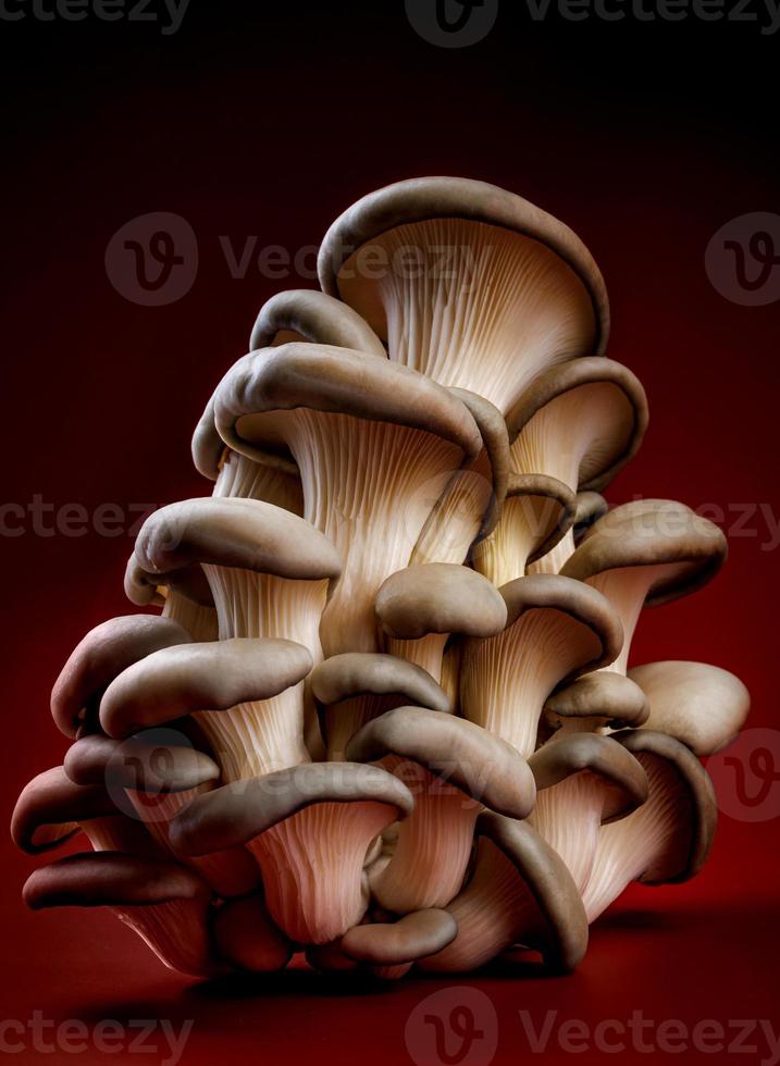 pleurotes sur fond rouge foncé. très beaux champignons. photo
