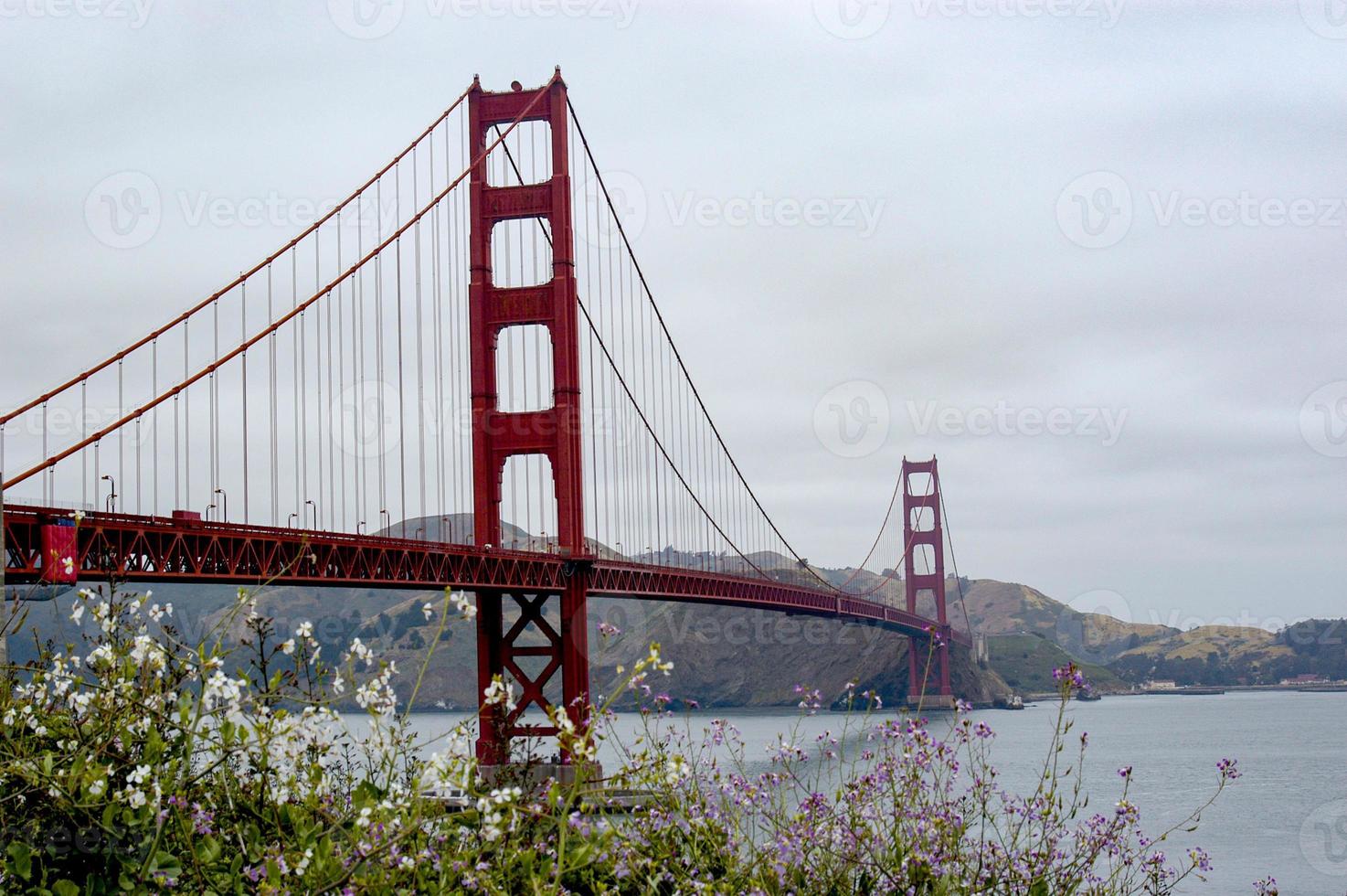 pont du golden gate de san francisco avec des fleurs épanouies au premier plan. photo