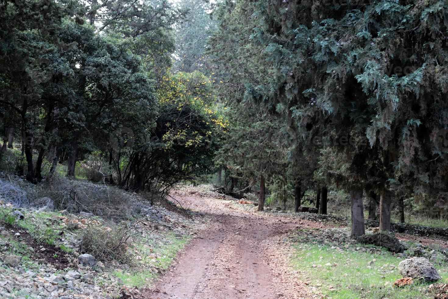 route de campagne forestière dans le nord d'israël. photo