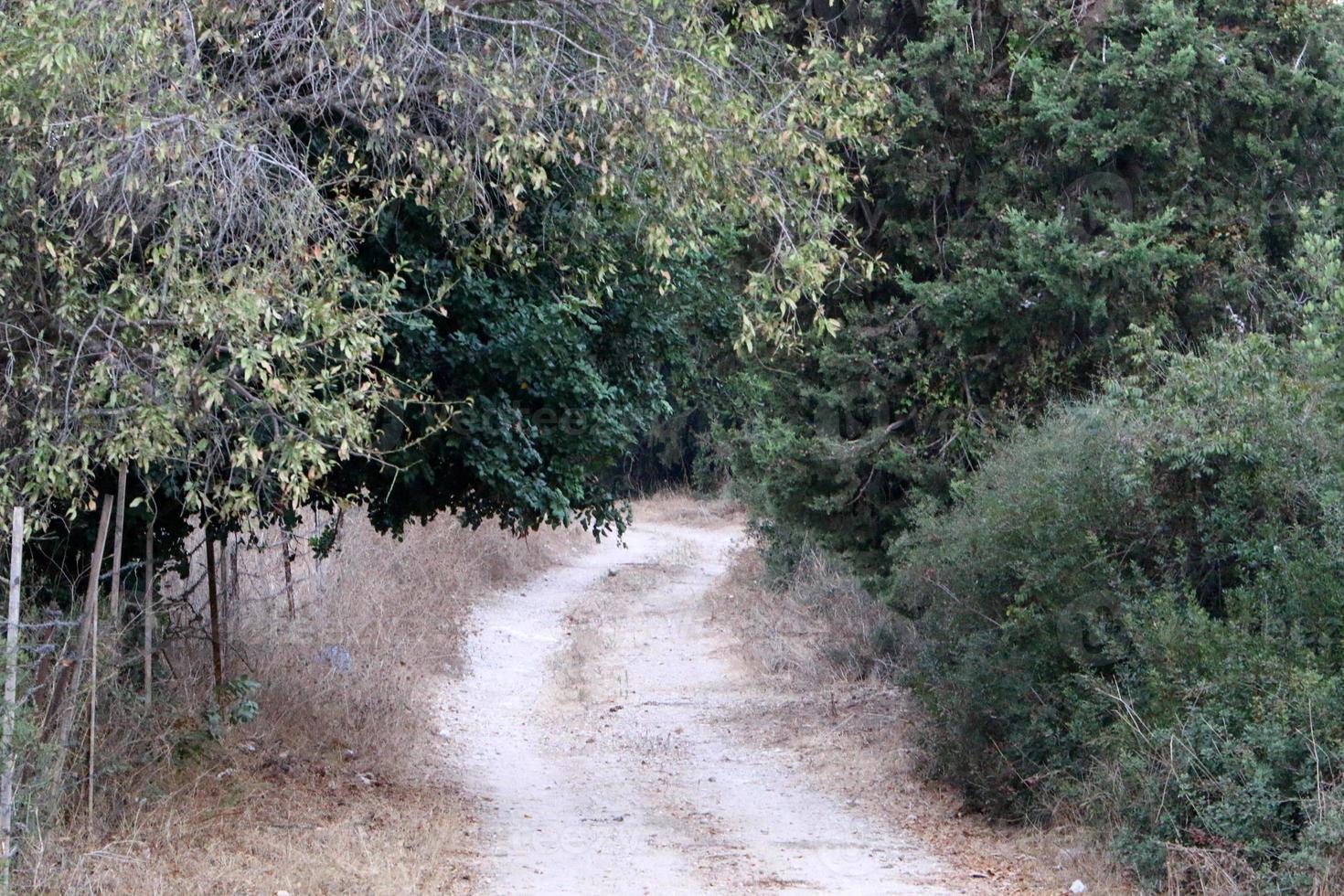 route de campagne forestière dans le nord d'israël. photo