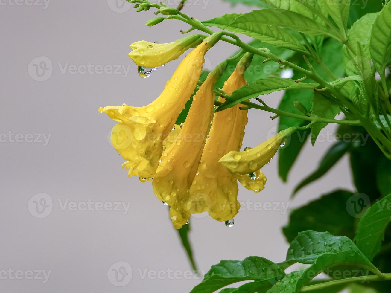 aîné jaune, cloches jaunes, vigne trompette fleurissant dans le jardin photo