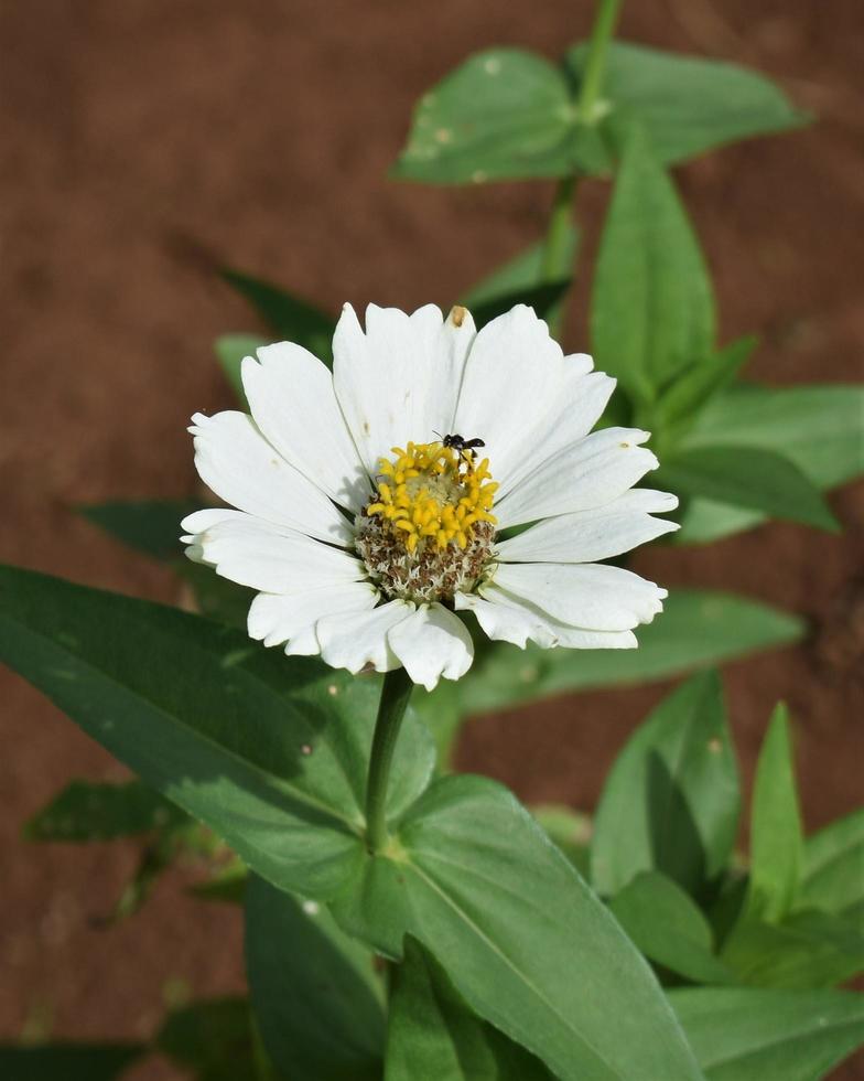 photo de fleurs blanches dans le jardin