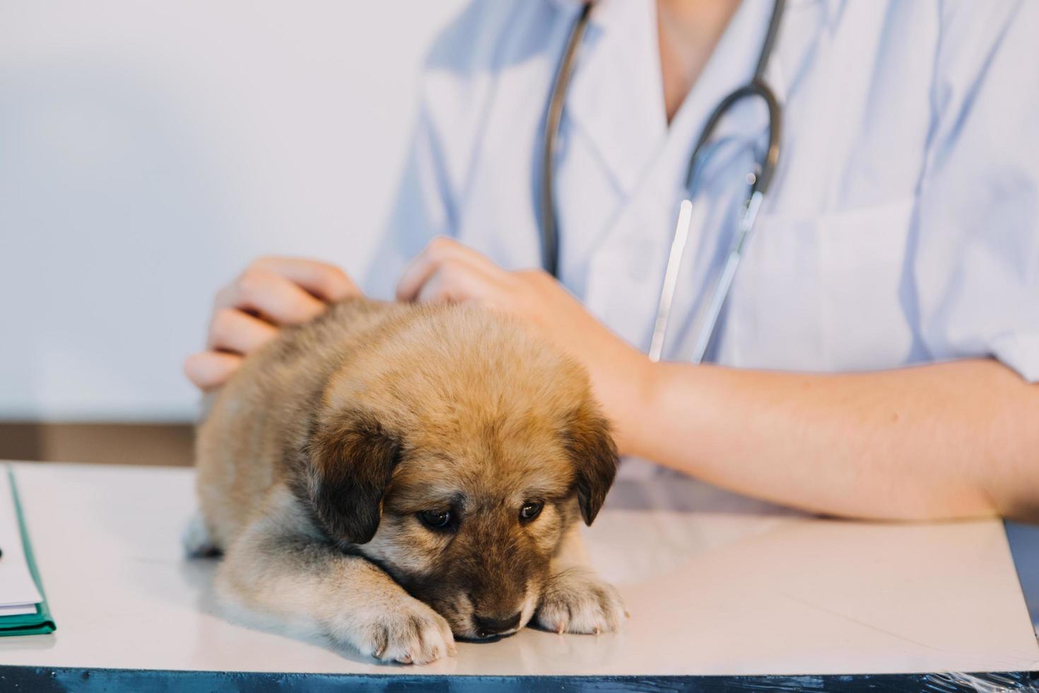 vérifier la respiration. vétérinaire masculin en uniforme de travail écoutant le souffle d'un petit chien avec un phonendoscope dans une clinique vétérinaire. concept de soins pour animaux de compagnie photo