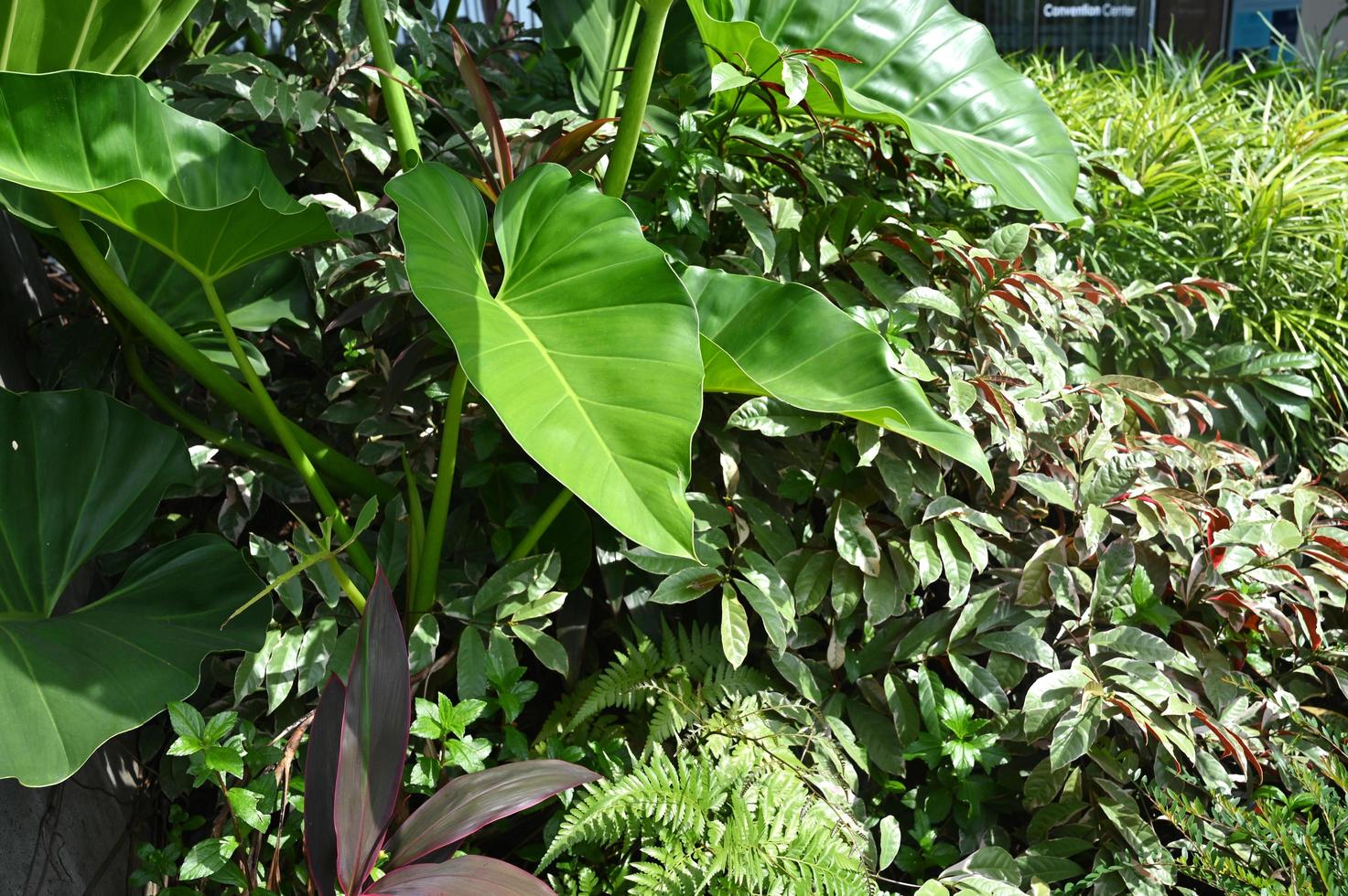 feuilles de taro exposées aux gouttelettes d'eau photo