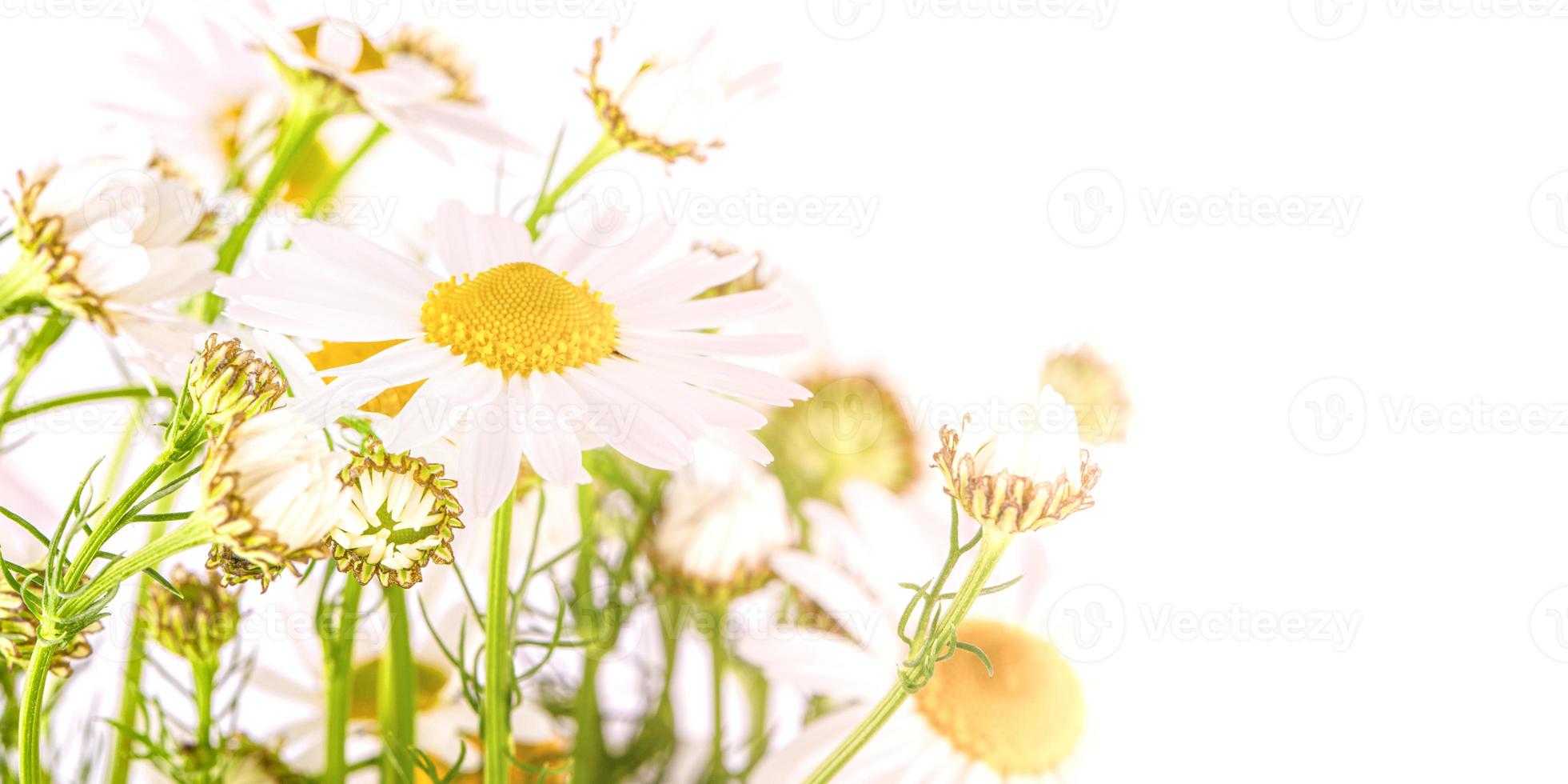 camomille à la lumière blanche du soleil. mise au point sélective photo