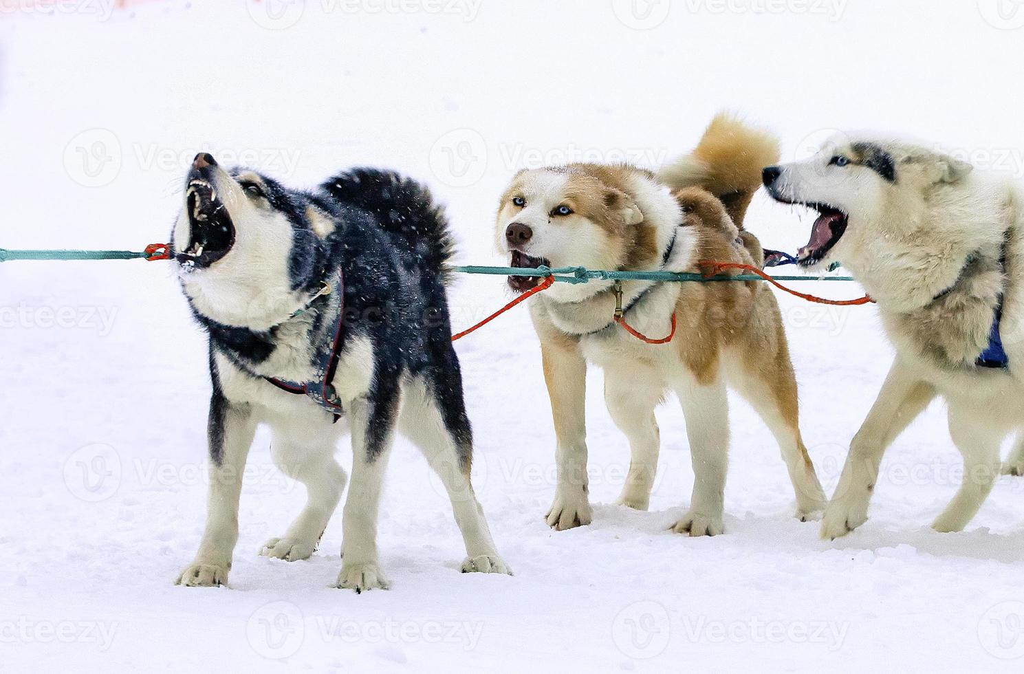 le traîneau utilisé sur le glacier rien homme pour les traîneaux à chiens photo