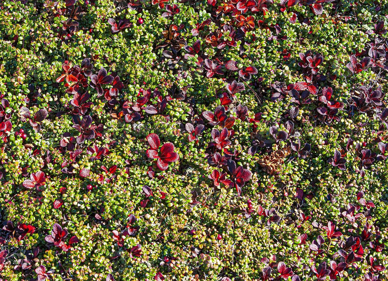 toundra de fond et de texture avec des canneberges et de la mousse de renne photo