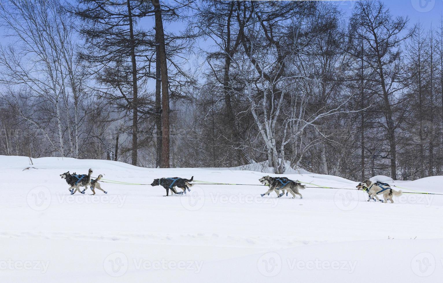 le traîneau à chiens s'exécutant sur un paysage d'hiver photo