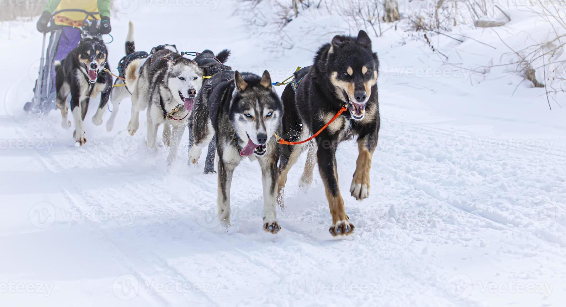 musher se cachant derrière un traîneau lors d'une course de chiens de traîneau sur la neige en hiver. mise au point sélective photo