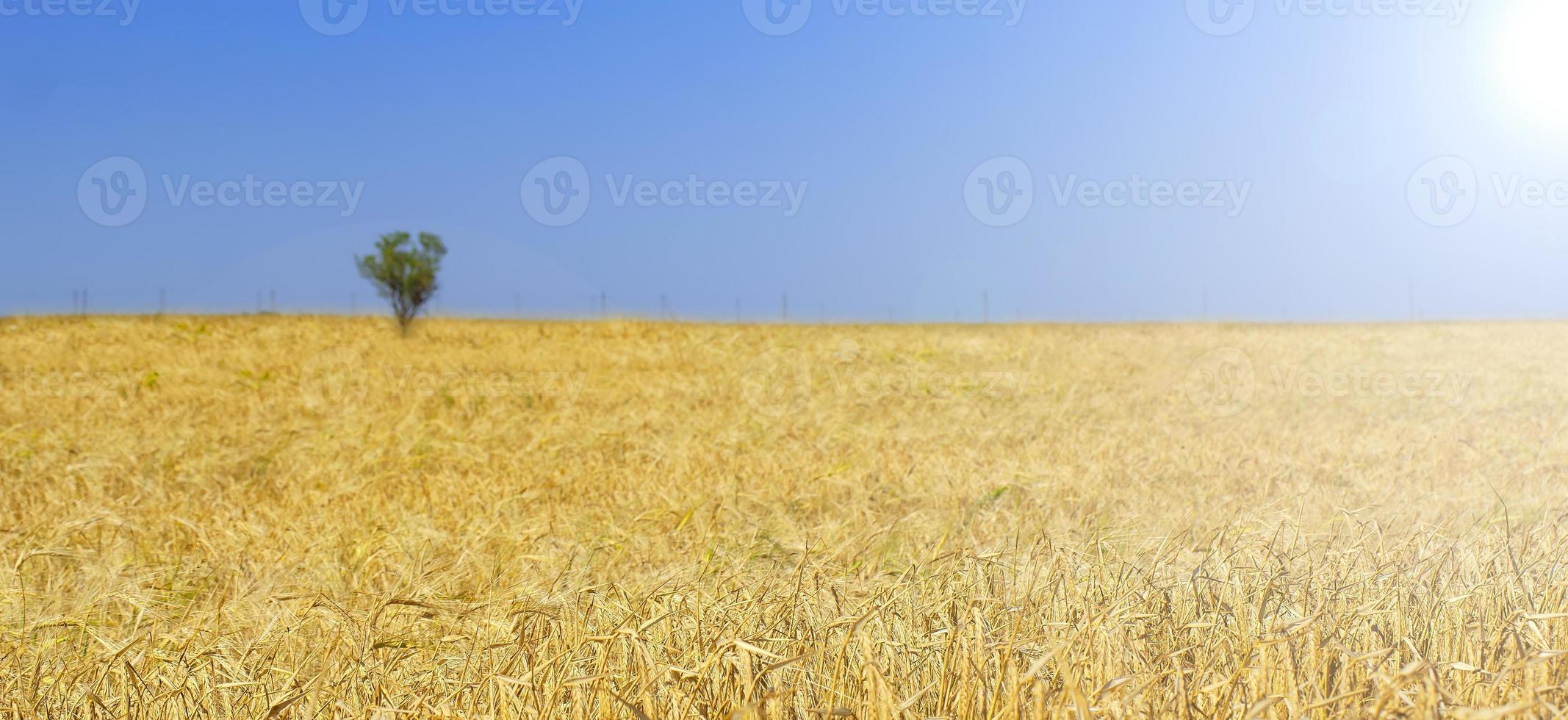 champ de blé et ciel bleu avec soleil. mise au point sélective photo