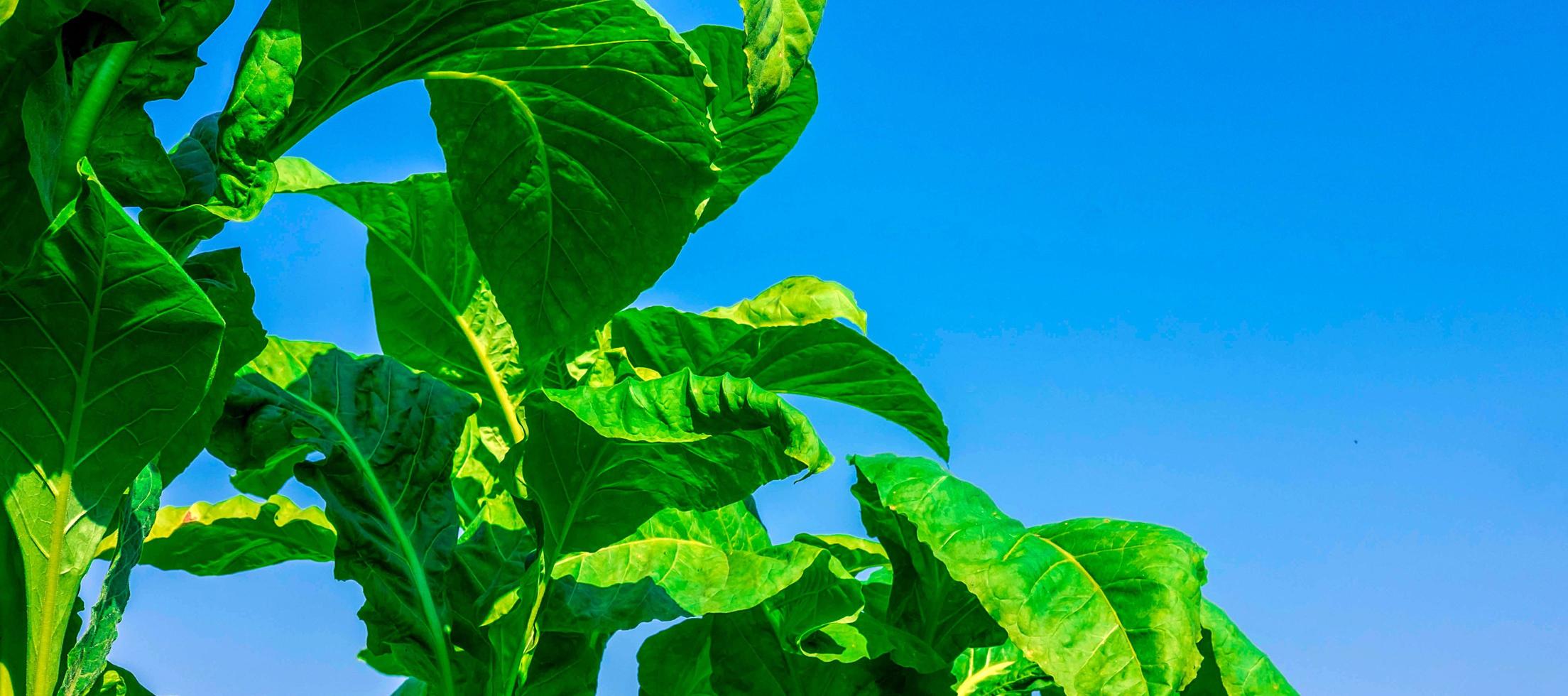 gros plan sur des cultures de grandes feuilles de tabac poussant dans un champ de plantation de tabac. fond de feuilles vertes de tabac tropical photo