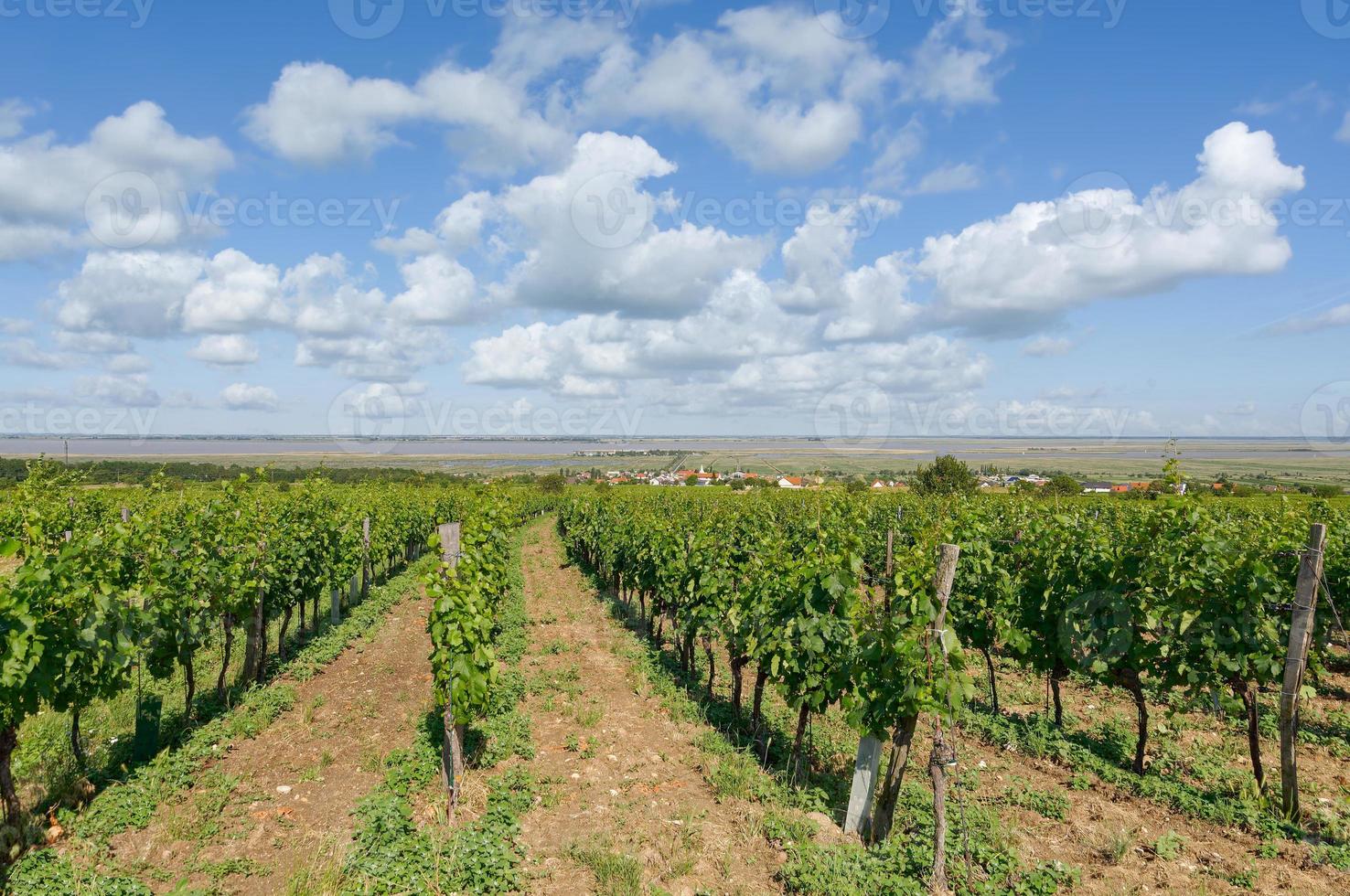 Vignoble de moerbisch am see au lac de neusiedler see, burgenland, autriche photo