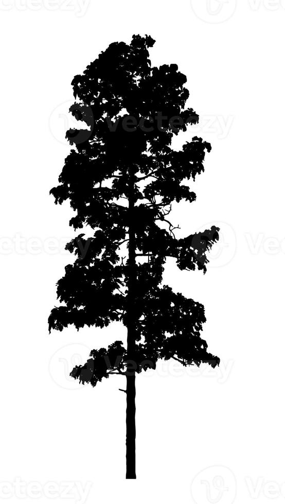 silhouette d'arbre pour pinceau sur fond blanc photo