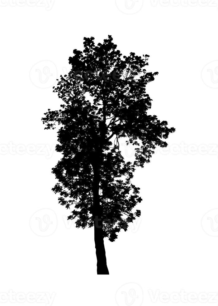 silhouette d'arbre pour pinceau sur fond blanc photo