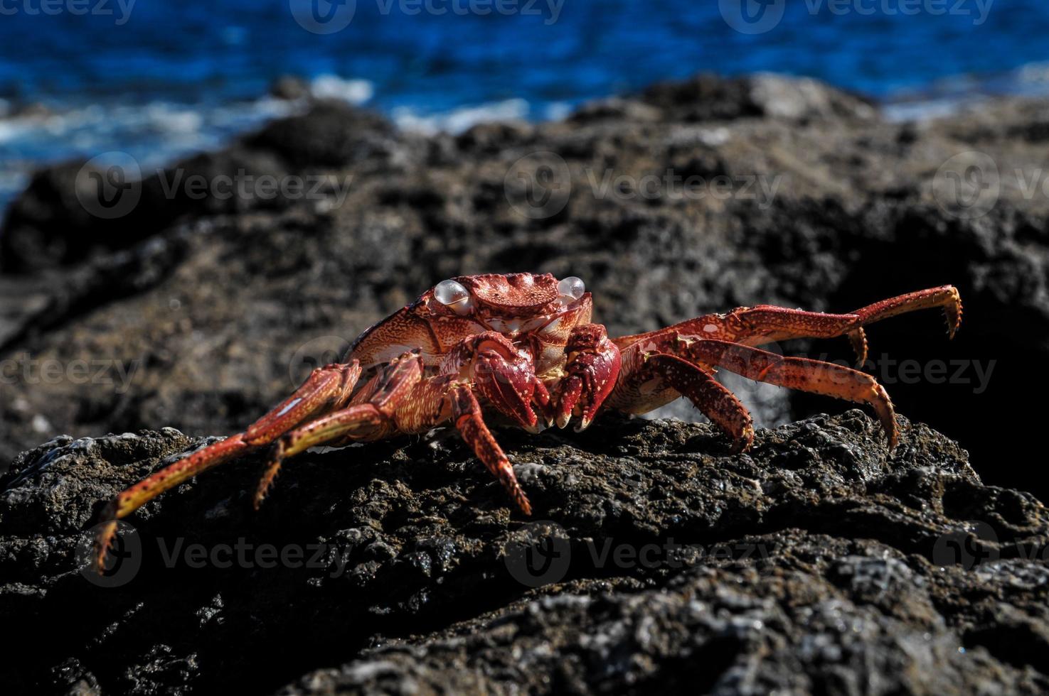 crabe orange sur les rochers photo