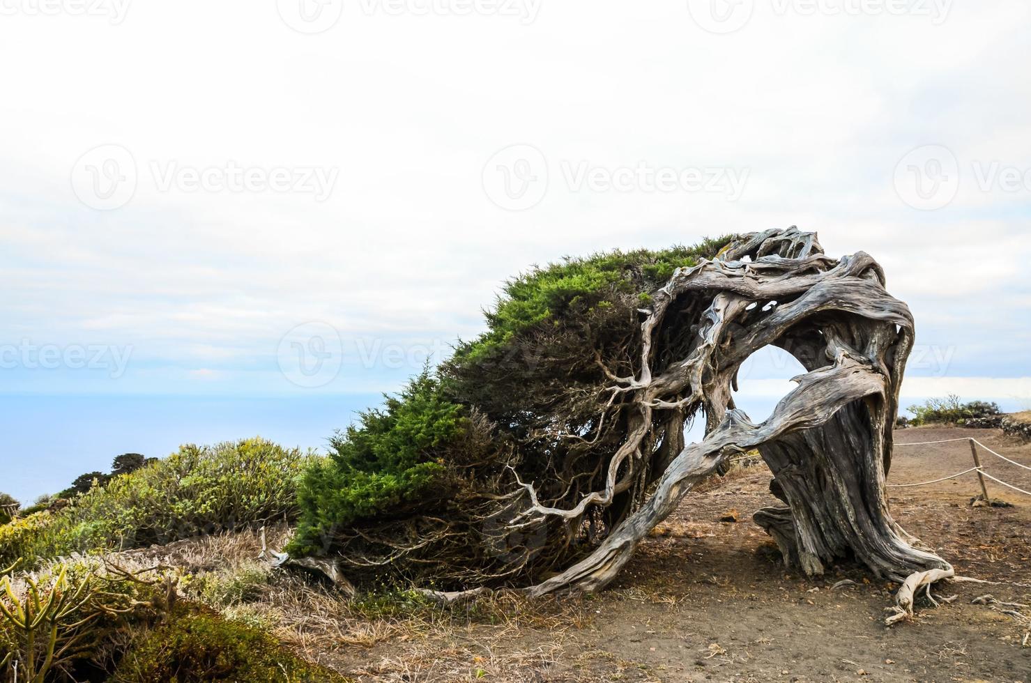 vieil arbre près de la falaise photo