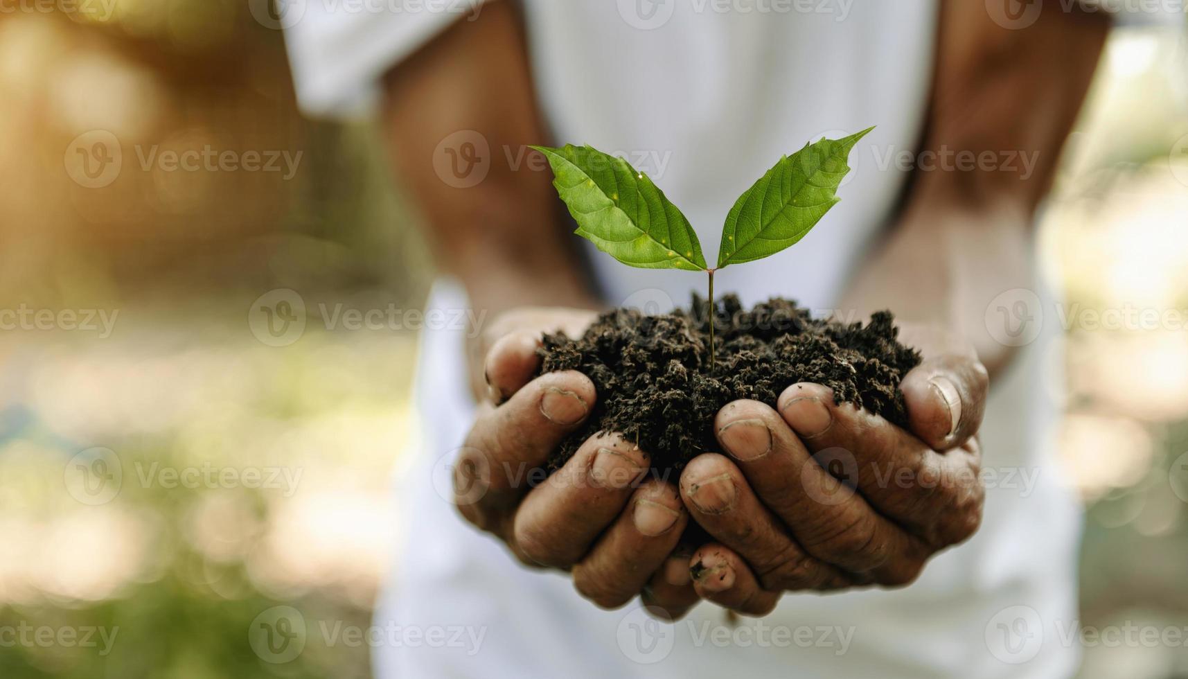 la main du vieil homme tenant des semis, pour les soins et l'ensemencement, nouveau concept de vie. photo