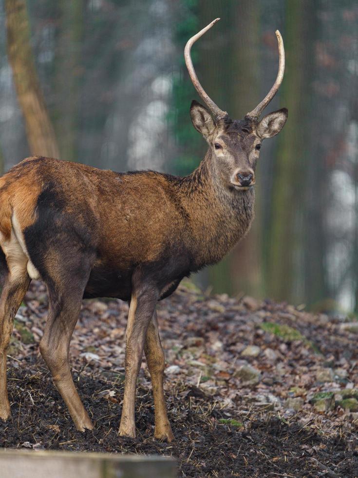 cerf rouge dans la forêt photo