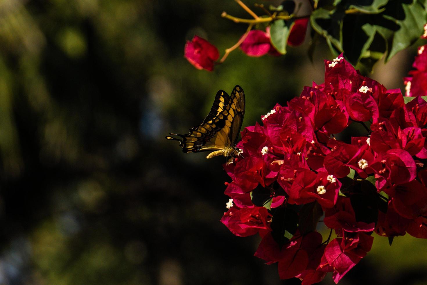 mariposas de sinaloa 1 photo