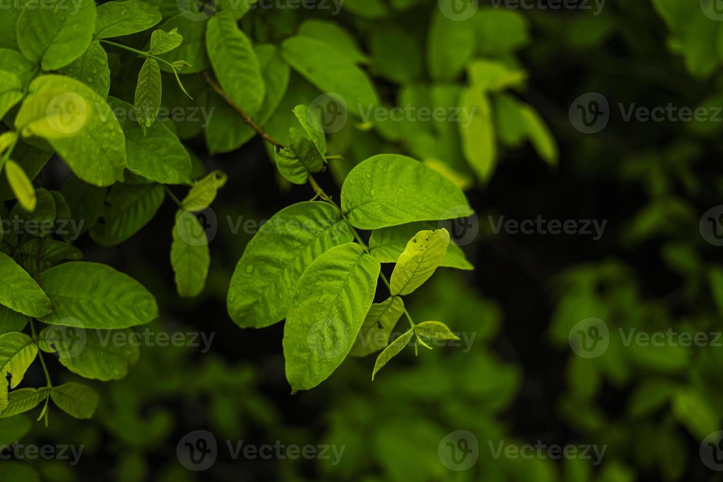 feuille verte avec fond de goutte d'eau photo