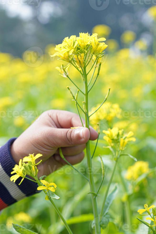 le champ de fleurs de moutarde est plein de fleurs. photo