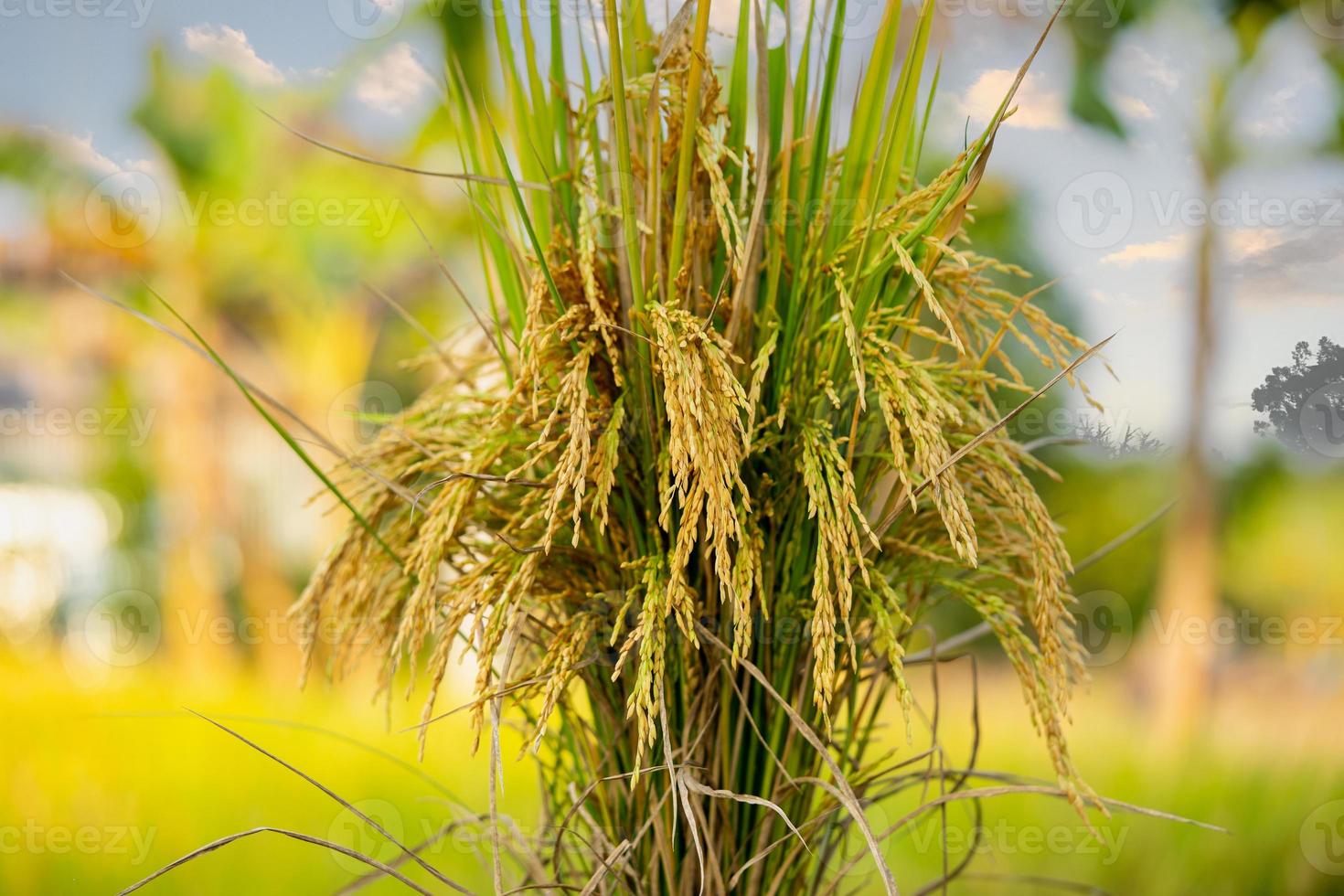 préparer du paddy ou du riz après la coupe dans le champ pour le vendre sur le marché du paddy. rizière photo