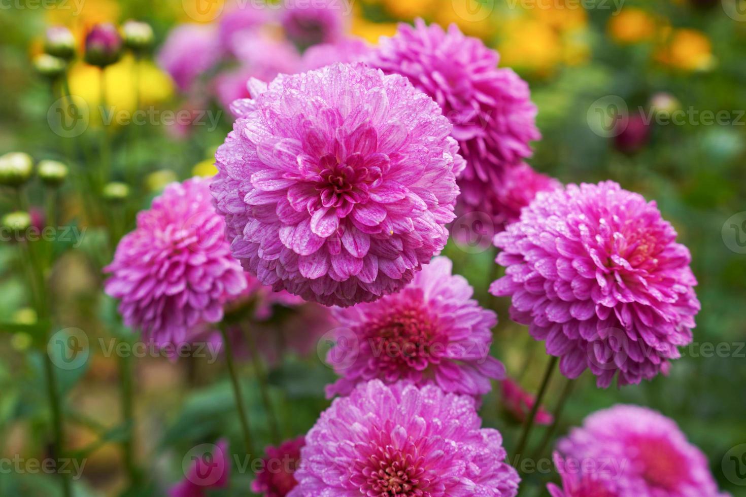 fleur de dahlia, gros plan mature et magnifique. photo