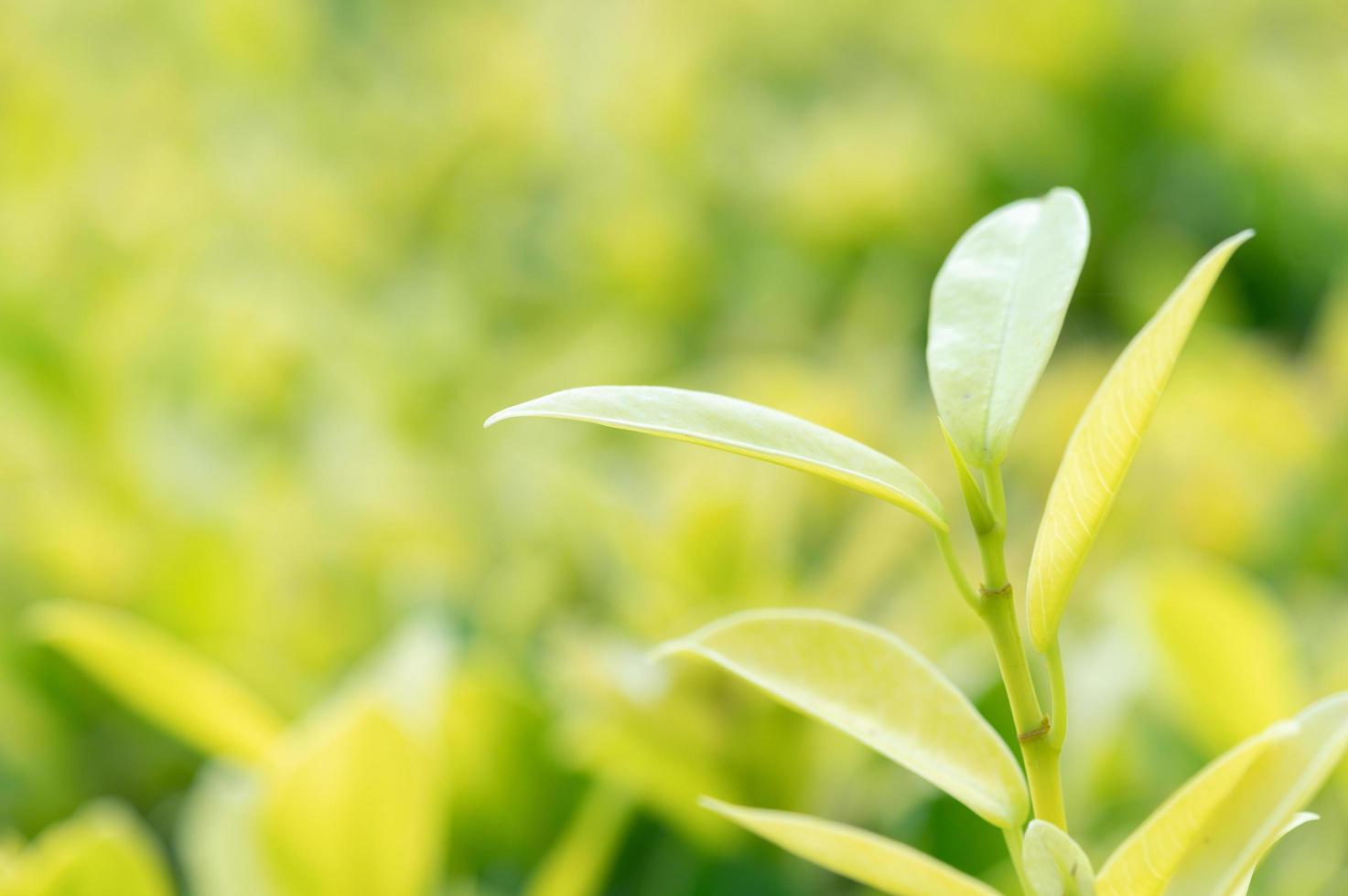 abstrait superbe texture de feuille verte, feuillage de feuilles tropicales nature fond vert photo