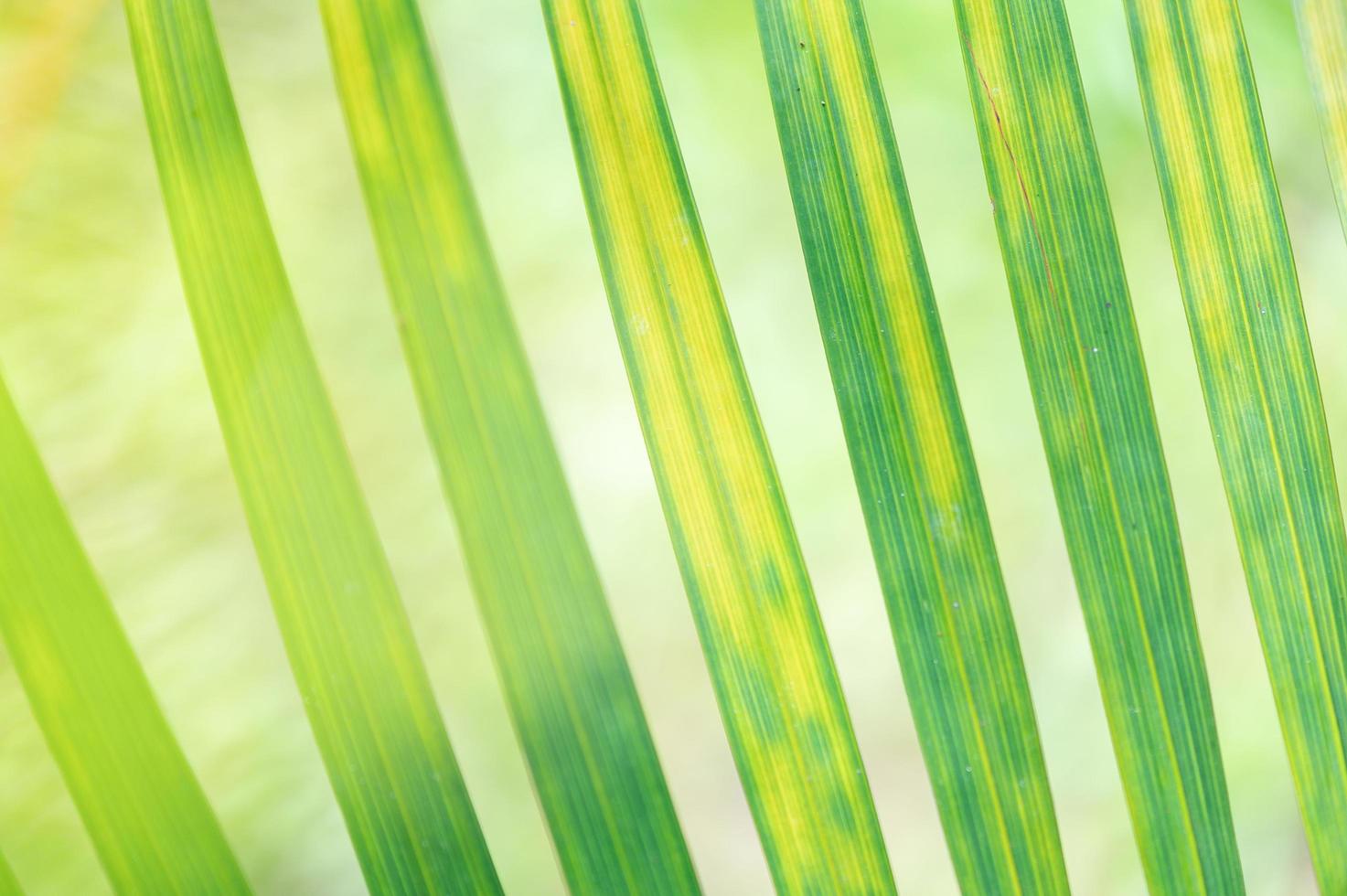 abstrait superbe texture de feuille verte, feuillage de feuilles tropicales nature fond vert photo