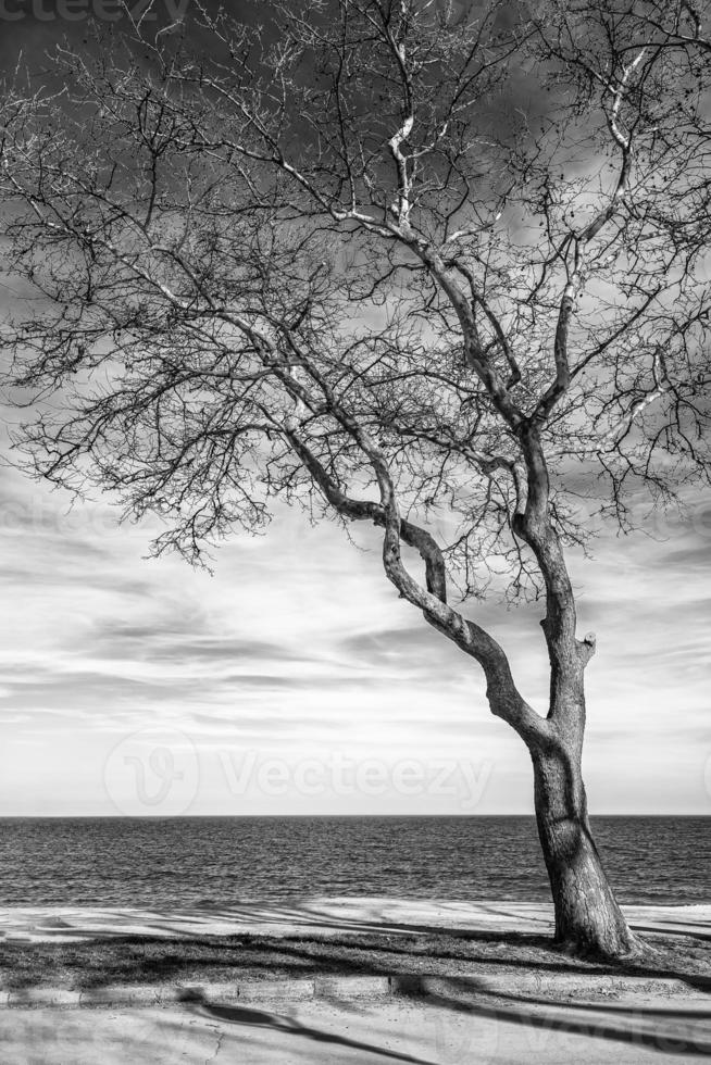 superbe image en noir et blanc d'un arbre solitaire au bord de la mer photo