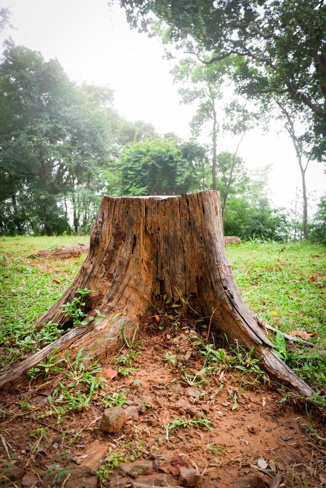 vieille souche sur l'herbe verte dans le jardin avec fond d'arbre photo