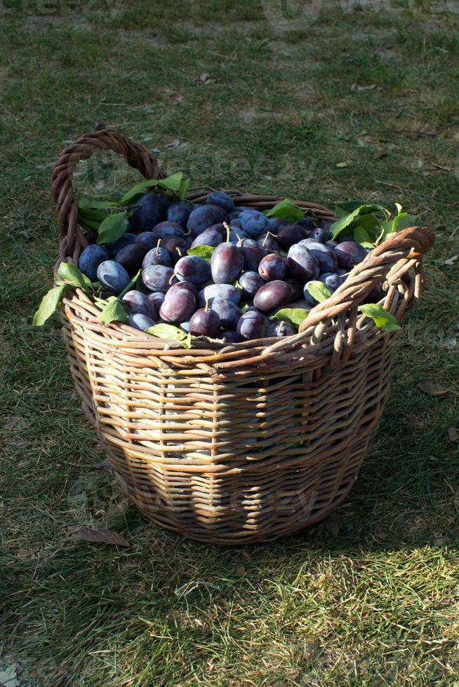 prune bleue,délicieux fruit sucré violet dans un panier en bois fait de vignes,temps de récolte dans le verger,fruits d'automne de saison,ingrédient végétarien biologique,jardin ukrainien,prunus domestica,symbole japonais photo