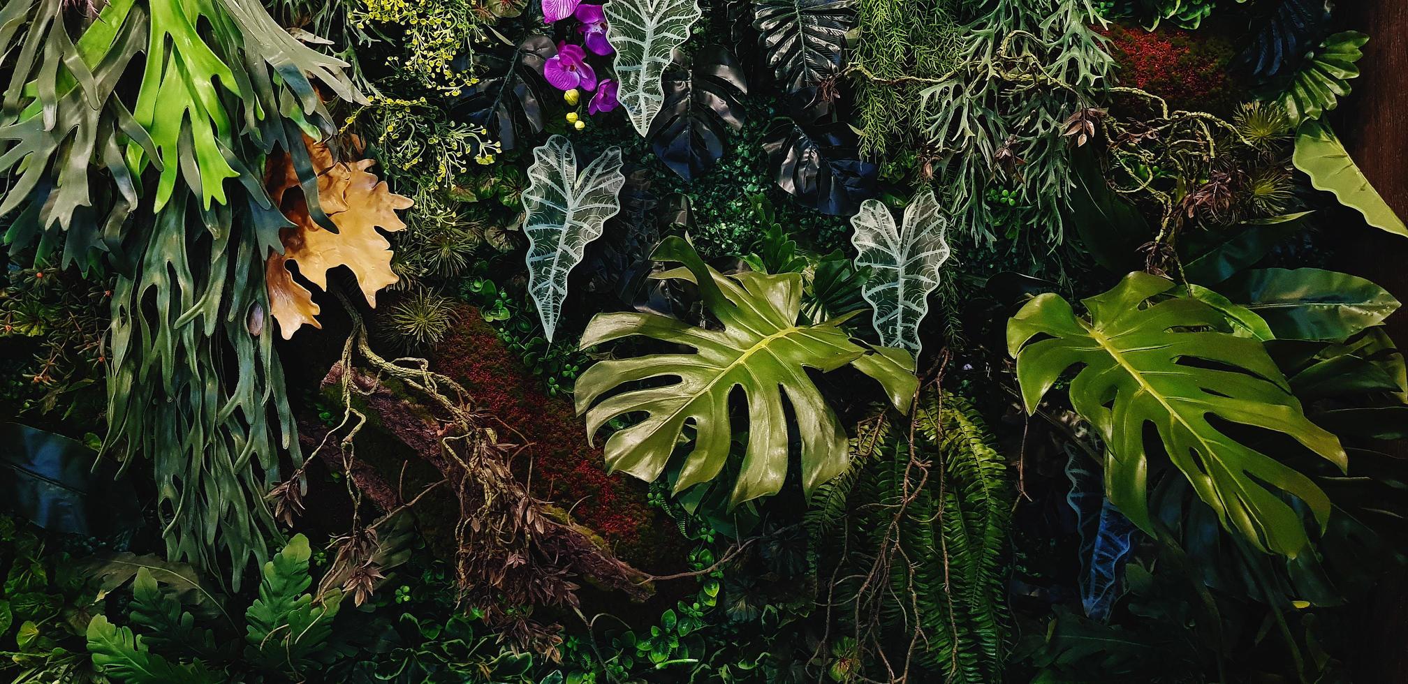 plante grimpante verte, vigne ou lierre, philodendron géant d'orchidée violette ou violette, et feuilles de monstère et mur de fleurs pour le fond. papier peint naturel ou motif nature. fraîcheur photo