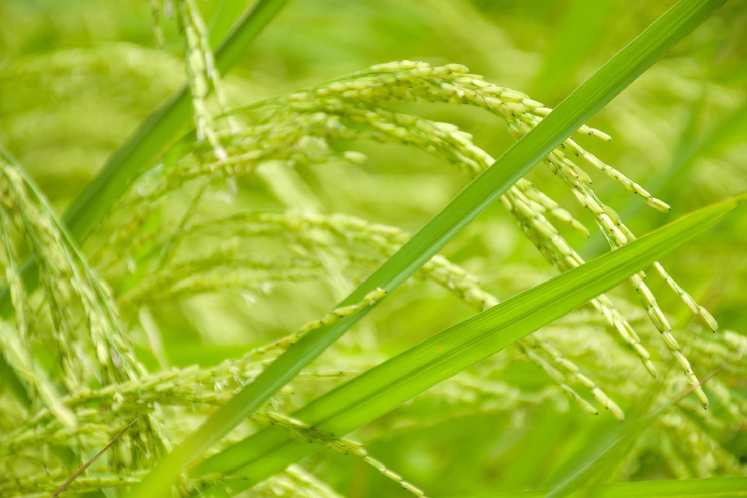 le riz pousse sauvagement dans une belle ferme en thaïlande photo