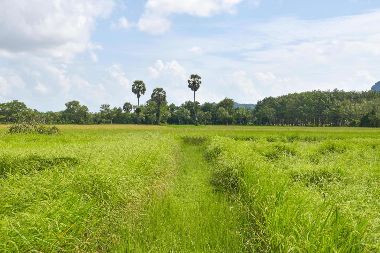 le riz pousse sauvagement dans une belle ferme en thaïlande photo