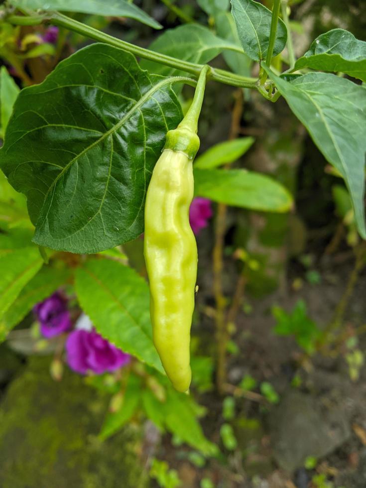 le poivre de cayenne est un fruit et une plante appartenant au genre capsicum dont le fruit pousse vers le haut. la couleur du fruit est petit vert quand il est jeune et quand il est mûr il est rouge foncé photo