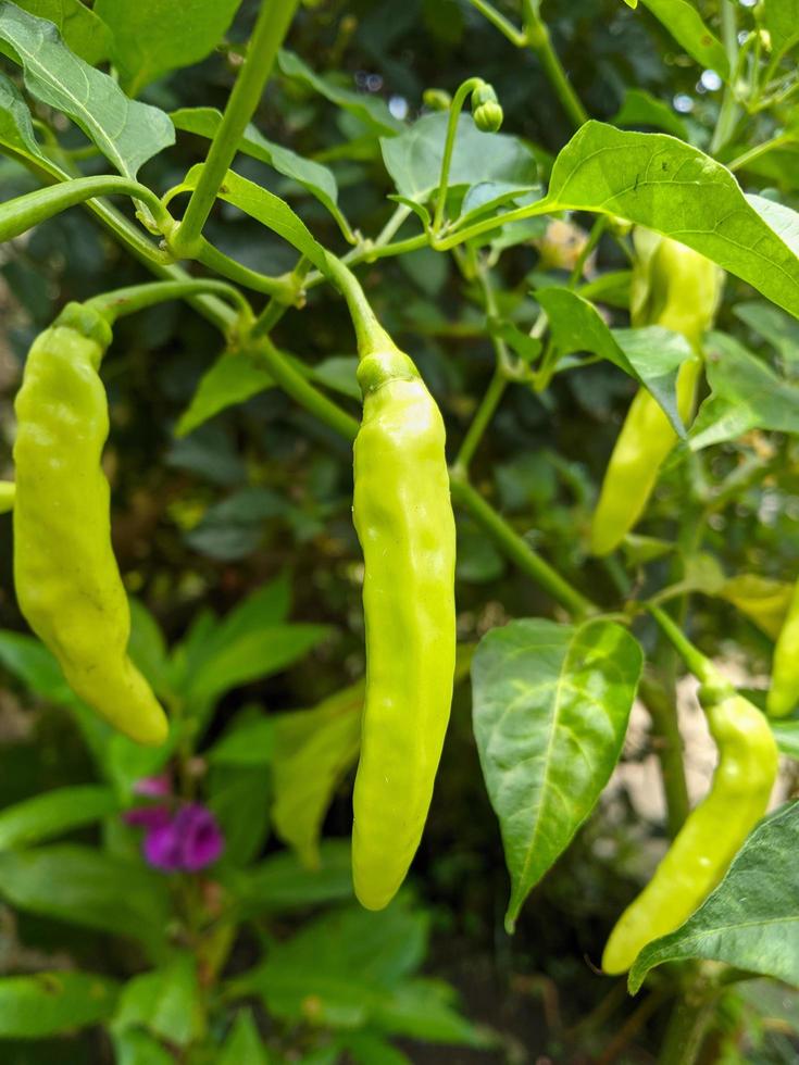 le poivre de cayenne est un fruit et une plante appartenant au genre capsicum dont le fruit pousse vers le haut. la couleur du fruit est petit vert quand il est jeune et quand il est mûr il est rouge foncé photo