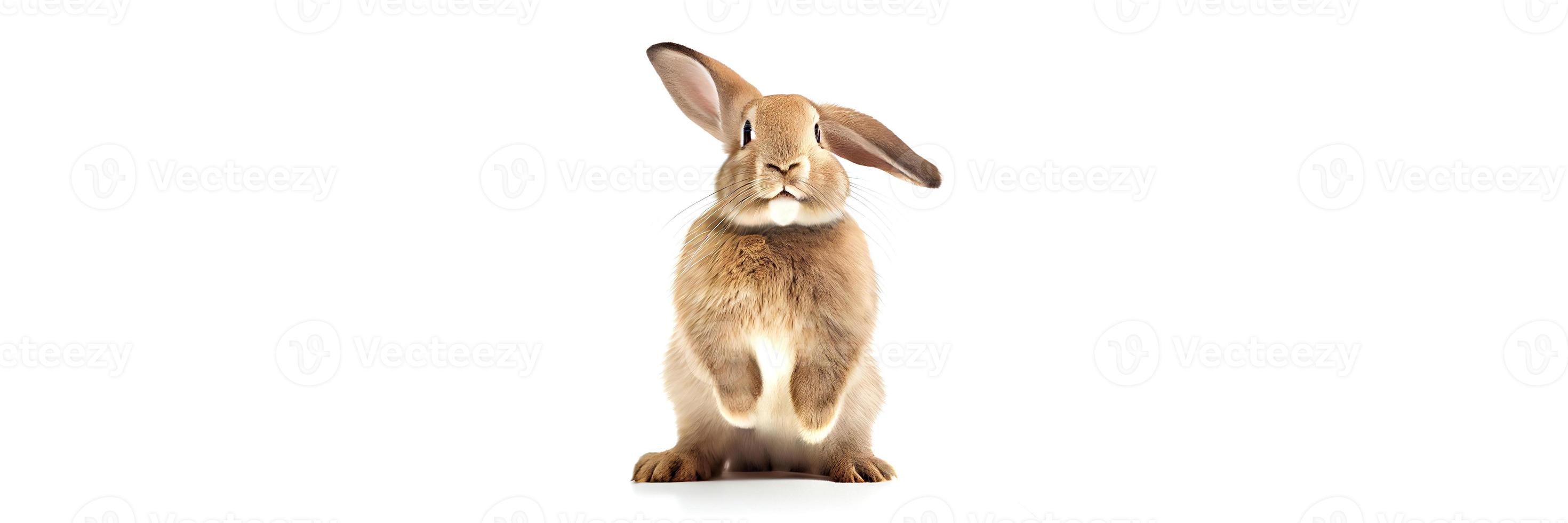 lapins mignons pendant la nouvelle année 2023. lapins sur fond blanc photo