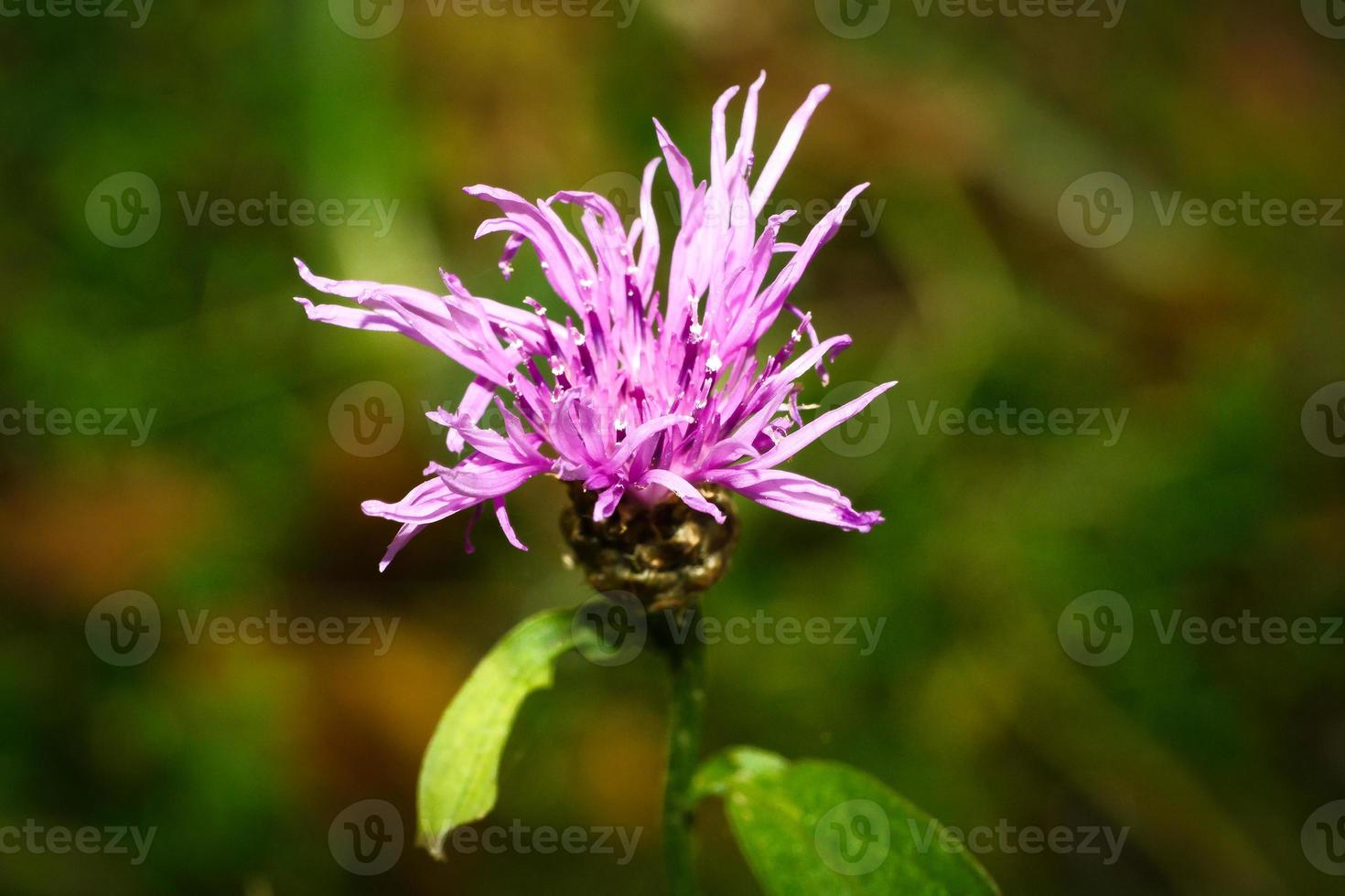 fleur de chardon pourpre sur un pré vert. photo de fleur de la nature. paysage