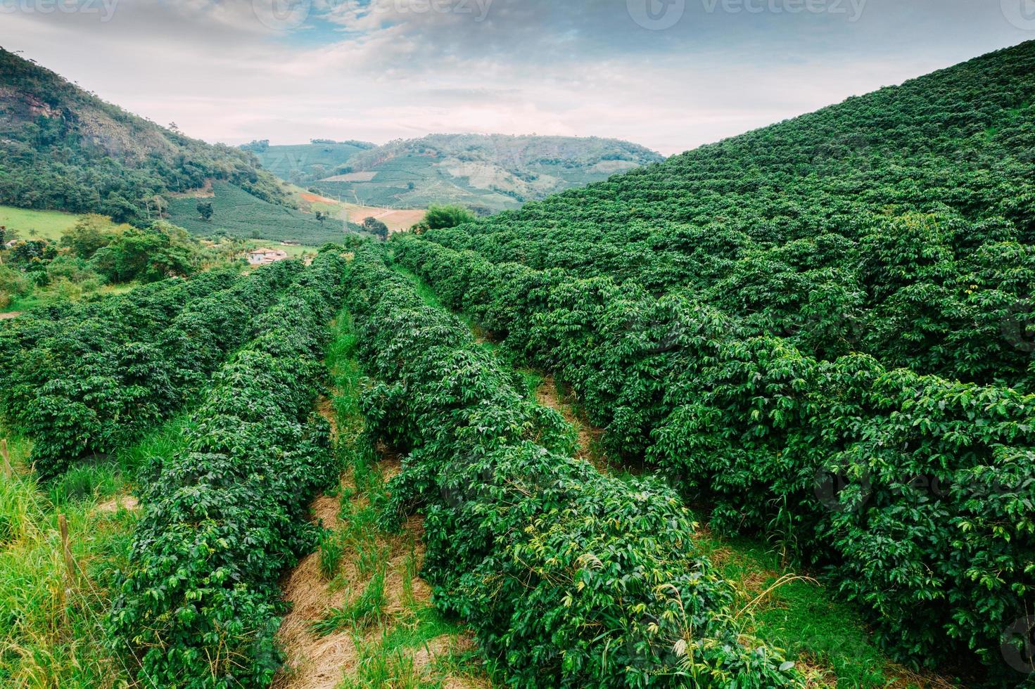 vue sur les plants de café arabica dans le minas gerais, au brésil photo