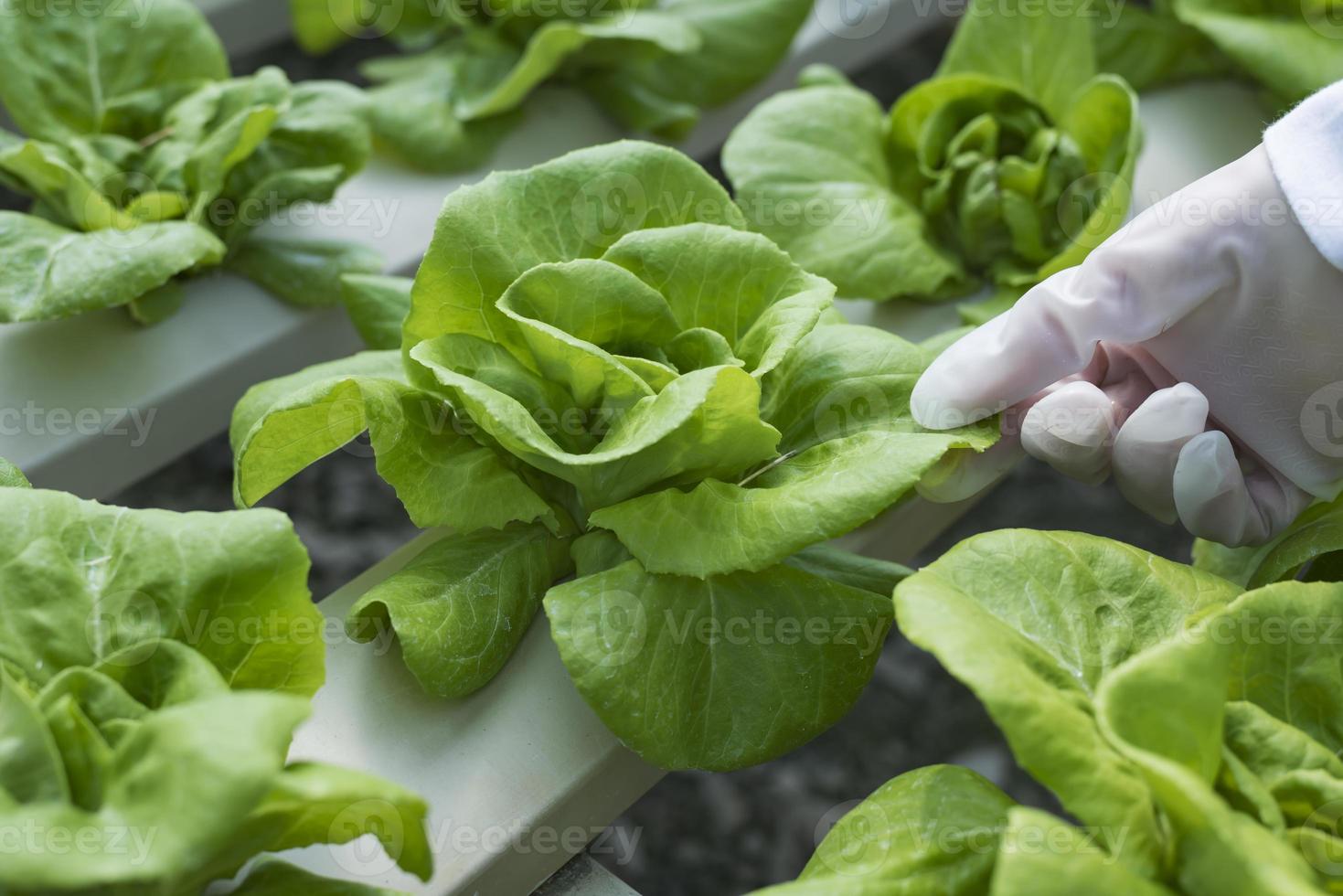 une équipe de scientifiques analyse des plantes sur des bacs à légumes. processus hydroponique en laboratoire les ingénieurs agricoles testent la santé des plantes dans les serres industrielles.la femme est examinée en détail. photo