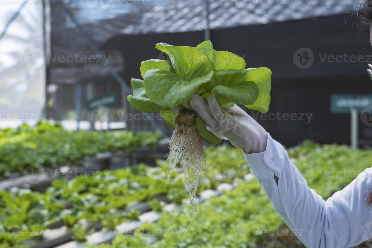 femme agricultrice mains travaillant sur la culture hydroponique biologique ferme maraîchère propriétaire d'un jardin potager hydroponique inspection de la qualité des légumes dans les parcelles de plantation de serre petite entreprise de production alimentaire id photo