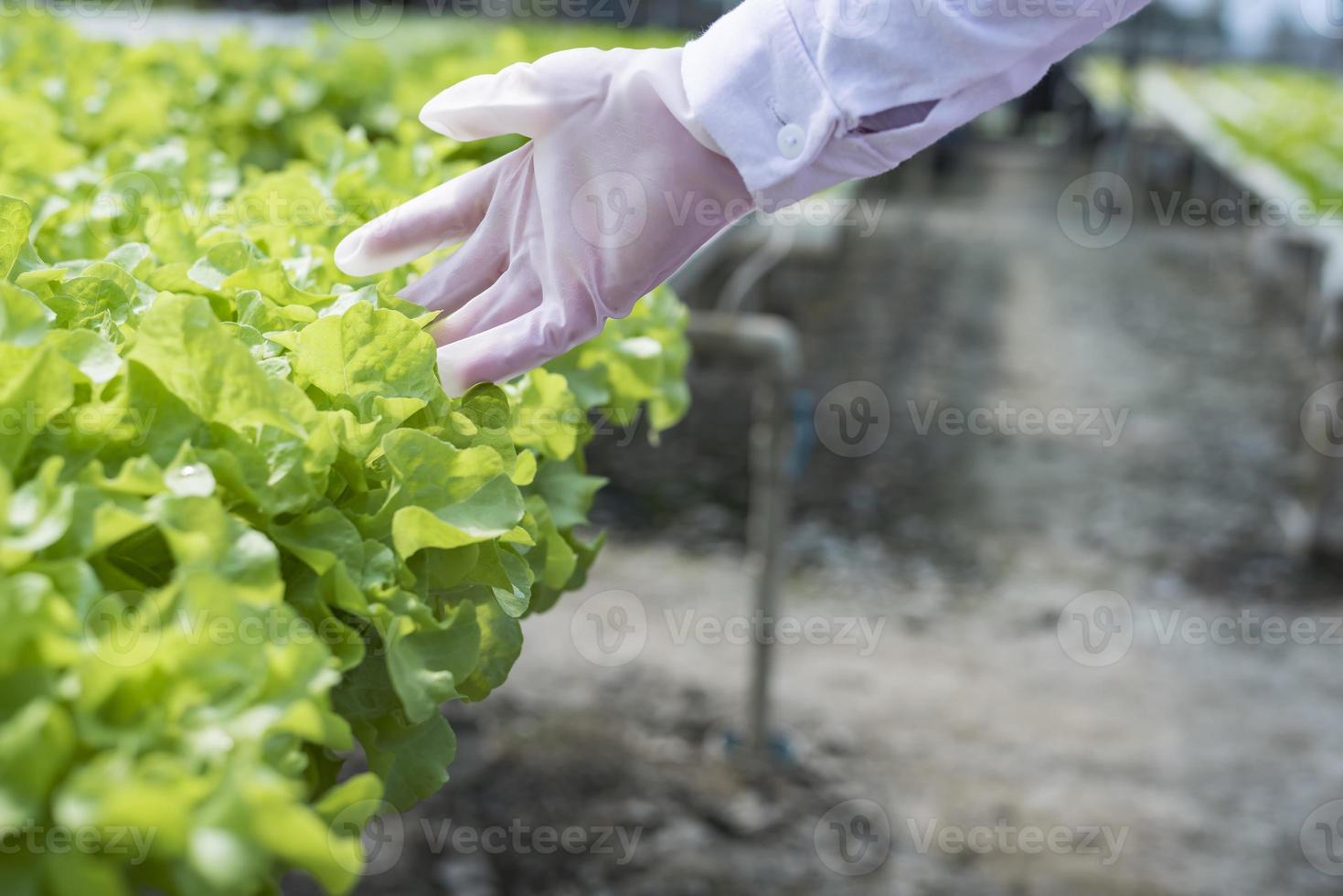 une équipe de scientifiques analyse des plantes sur des bacs à légumes. processus hydroponique en laboratoire les ingénieurs agricoles testent la santé des plantes dans les serres industrielles.la femme est examinée en détail. photo