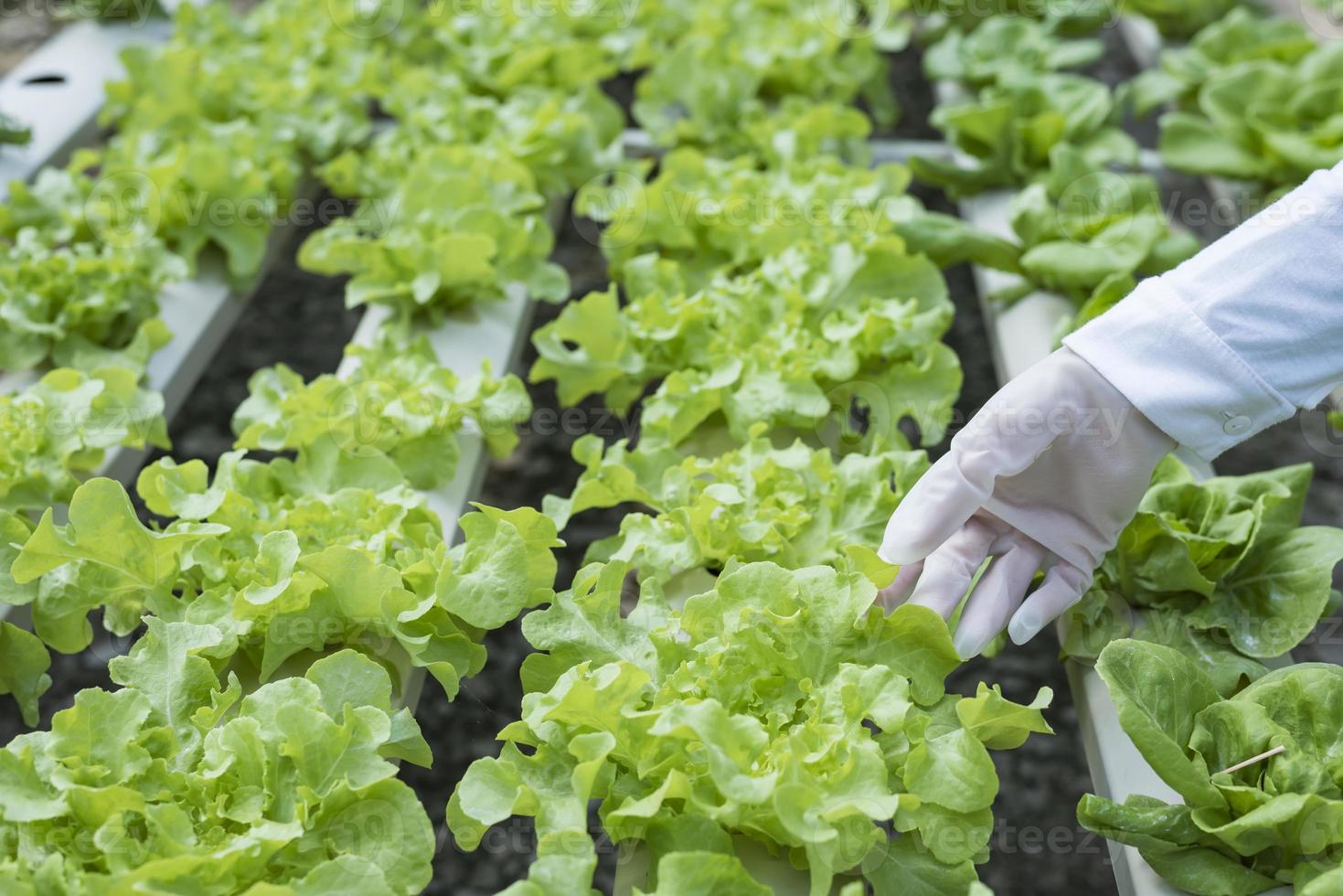 une équipe de scientifiques analyse des plantes sur des bacs à légumes. processus hydroponique en laboratoire les ingénieurs agricoles testent la santé des plantes dans les serres industrielles.la femme est examinée en détail. photo