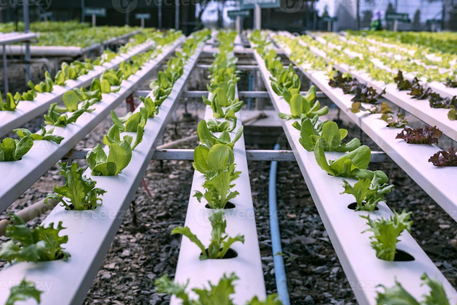 une équipe de scientifiques analyse des plantes sur des bacs à légumes. processus hydroponique en laboratoire les ingénieurs agricoles testent la santé des plantes dans les serres industrielles la femme est examinée en détail. photo