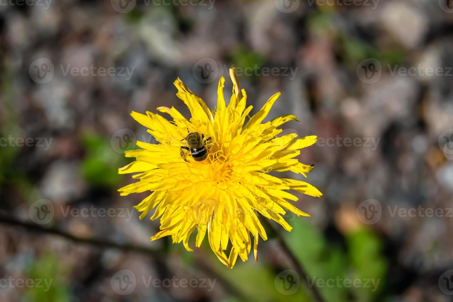 belle fleur sauvage ailé abeille sur fond feuillage prairie photo